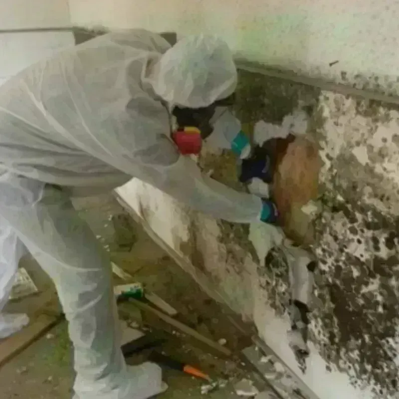 Mold Remediation and Removal in Pace, FL